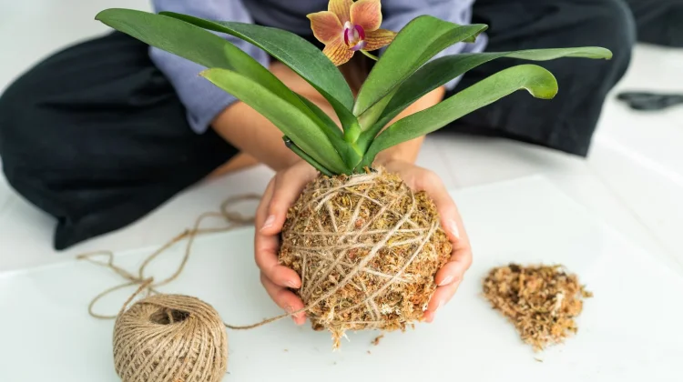 Tanam tanpa Pot, Kokedama Jadi Hobi Unik