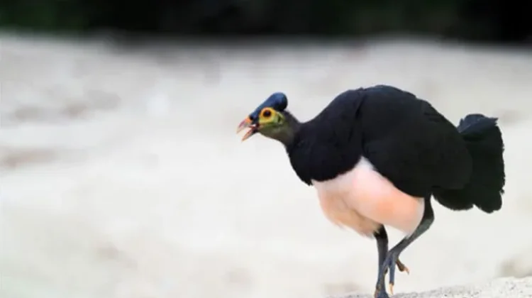 Maleo Saluki, Penjaga Warisan Fauna Sulawesi