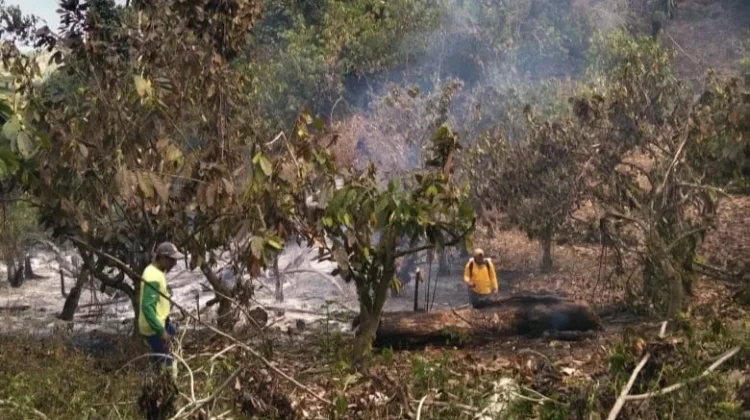 Polisi Selidiki Penyebab Kebakaran Kebun di Lembah Bomban