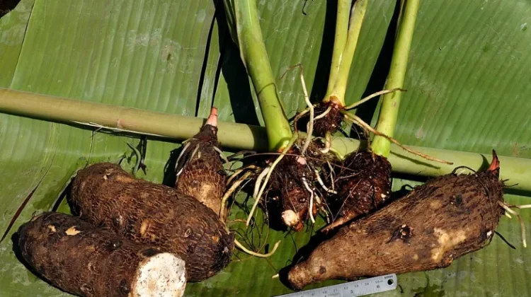 6 Manfaat Kimpul, Umbi Lokal yang Kaya Nutrisi
