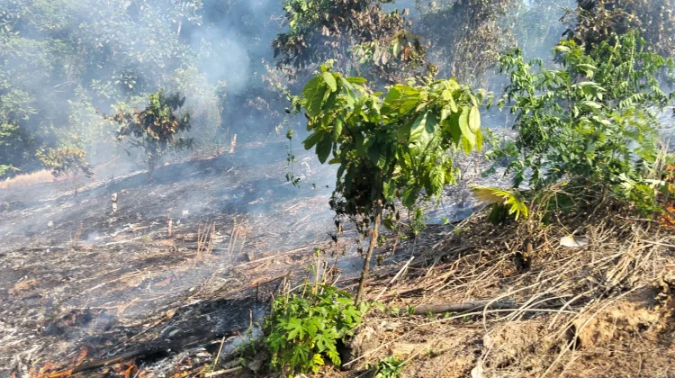 Diduga Akibat Puntung Rokok, Kebakaran Lahan Hanguskan Kebun di Parimo