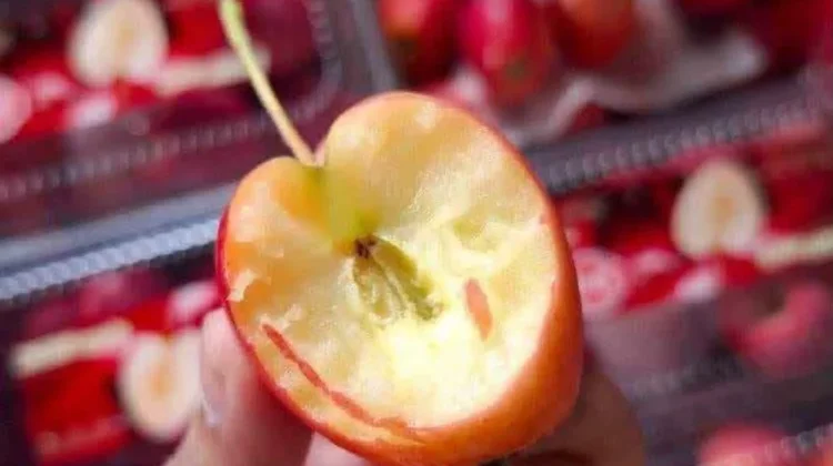 Cherry Apel, Buah Unik dengan Cita Rasa Menarik