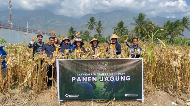 Warga Binaan Produktif, Lapas Perempuan Palu Panen 1 Ton Jagung