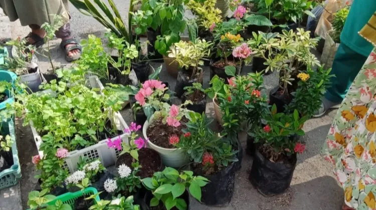 Pasar Bunga di Pasar Inpres Manonda Palu Tawarkan Beragam Tanaman Hias
