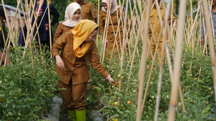 Program Palu Mapan Tetap Produktif di Musim Kemarau dan El Nino