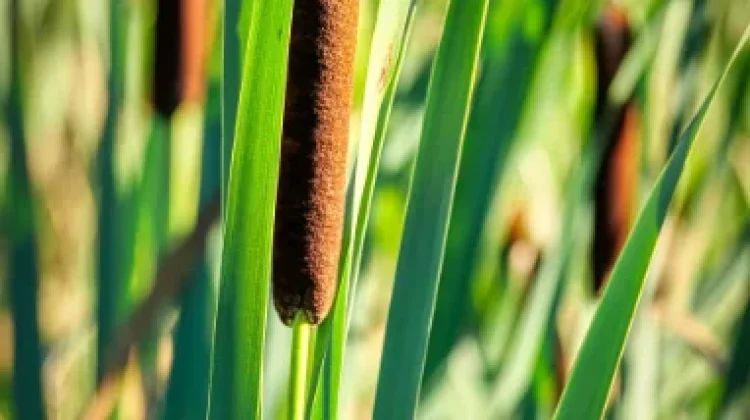 Mengenal Ilalang Air, 'Penyedot' Racun Alami yang Menjaga Danau Tetap ...