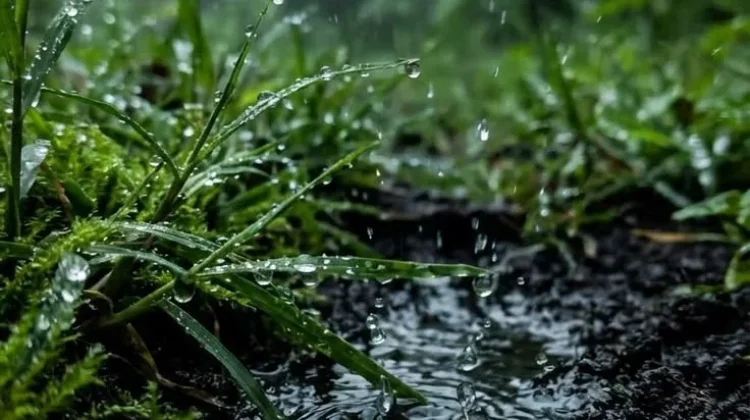 Menenangkan, Tetesan Hujan Lepaskan Aroma Khas dari Tanah - RRI.co.id