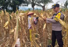 Bhabinkamtibmas Sigi Bersama Petani Panen Jagung