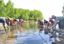 BPBD Parimo dan Relawan Mangrove Hijaukan Teluk Tomini