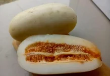 Timun Suri, Campuran Menyegarkan dalam Es Buah