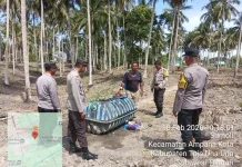 Kapolsek Ampana Kota Tinjau Penanaman Jagung Warga