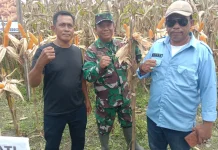 Jagung Sumo Sakti Donggala Dorong Peningkatan Ekonomi Desa