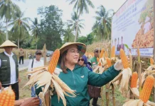 Pemerintah Kabupaten Donggala Panen Jagung  24 Ton