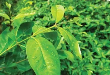 Ragam Manfaat Kesehatan Daun Salam