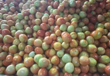 Harga Tomat di Pasar Tradisional Lasoani Mulai Turun