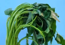 Manfaat Sayur Kangkung untuk Tubuh