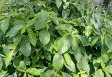 Daun Keji Beling, Tanaman Herbal Kaya Manfaat