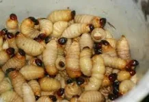 Ulat Sagu, Kuliner Unik Kaya Protein dari Alam