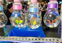 Ikan Cupang, Ikan Hias Kecil dengan Pesona Besar