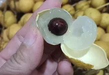 Lengkeng, Si Kecil Manis Penuh Manfaat