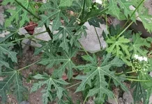 Daun Pepaya Jepang, Si Hijau Kaya Manfaat untuk Kesehatan