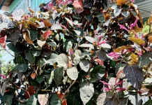 Daun Ungu, Tanaman Hias Cantik dengan Khasiat Herbal