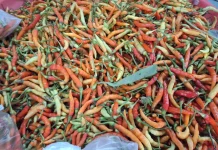 Harga Cabai dikota Palu Melambung Tinggi