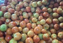 Harga Tomat Terus Mengalami Kenaikan Pekan ini