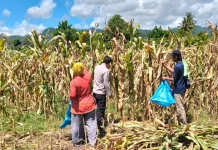 Bhabinkamtibmas Sausu Dampingi Panen Jagung Perkuat Ketahanan Pangan