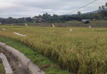 Ribuan Hektar Sawah di Sulteng Terancam Kekeringan Musim Kemarau 2026