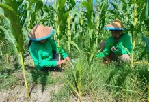 Lapas Perempuan Palu Manfaatkan Lahan Tidur untuk Pertanian Produktif