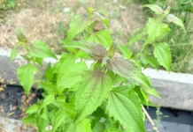 Balakacida, Tanaman Herbal Berkhasiat Bagi Tubuh