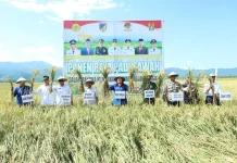 Ketua DPRD Donggala Dorong Serapan Gabah Petani tanpa Tengkulak