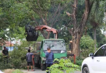 Pemkab Parimi Lakukan Peremajaan, Antisipasi Pohon Tumbang