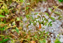 Patikan Kebo, Alternatif Herbal untuk Kesehatan Harian