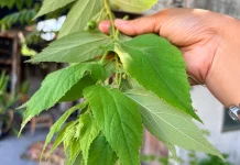 Tanaman Kersen Beri Khasiat Herbal dari Pucuk Daunnya