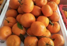 Warga Palu Mudah Temukan Buah Segar, Jeruk Santang Madu Jadi Andalan