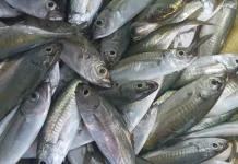 Harga Ikan Terpantau  Normal di Pasar Tradisional Palu