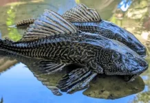 Sering Dianggap Hama, Ikan Sapu-Sapu ternyata Bisa Dimakan?