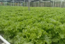 Salada Sayuran Hidroponik Menyehatkan Bebas Pestisida