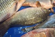Harga Ikan Mas di Kota Palu Melambung Tinggi