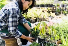 Apotek Hidup, Menanam Tanaman Herbal di Halaman Rumah