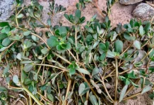 Krokot Liar Jadi Sumber Nutrisi Penting bagi Tubuh