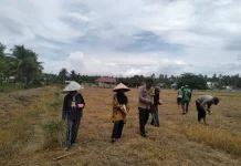 Dukung Ketahanan Pangan, Polisi dan Warga Mepanga Tanam Jagung