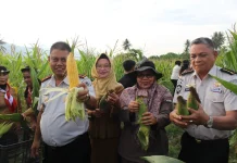 Panen 2.000 Jagung di LPP Palu, Ditjenpas Sulteng Dorong Pembinaan Produktif