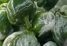 Paprika Hijau Baik untuk Kesehatan Tubuh