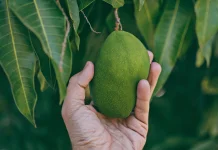 Tips Memeram Mangga agar Cepat Masak