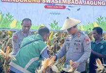 Lahan Binaan Polres Donggala Hasilkan 8 Ton Jagung pada Panen Kuartal II