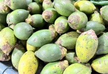 Manfaat Pinang Muda untuk Kesehatan