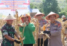 Polresta Palu Panen Jagung di Lahan Binaan Kelurahan Duyu